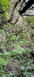 Plants: image 67 Of 208 Thumb